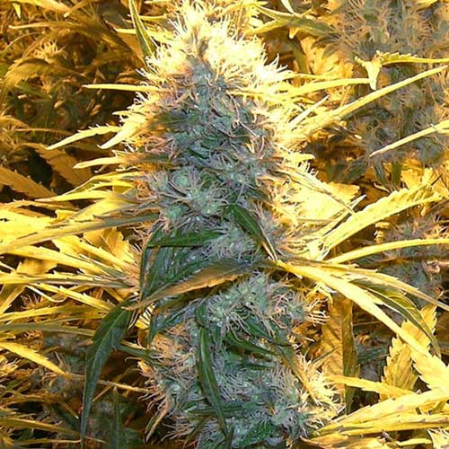 Lemon Cream Kush cannabis seeds – Indica Dominant – Middle of October – 12/12 Photoperiod – image 1 from Seed City