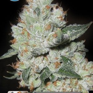 Image 1 of Kera Classic - Medical OG Kush cannabis by Kera Seeds – Feminized – Piney – 12/12 Photoperiod – Seed City