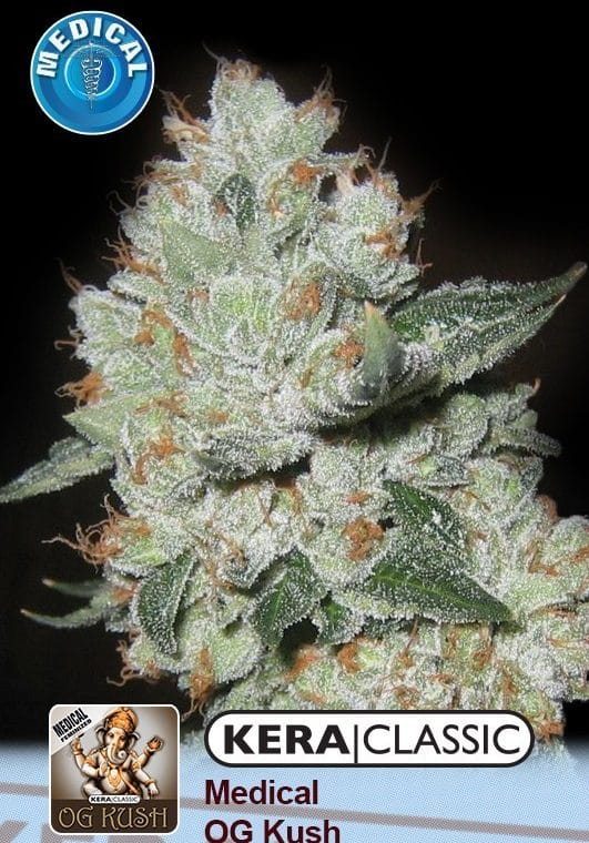 Image 1 of Kera Classic - Medical OG Kush cannabis by Kera Seeds – Feminized – Piney – 12/12 Photoperiod – Seed City