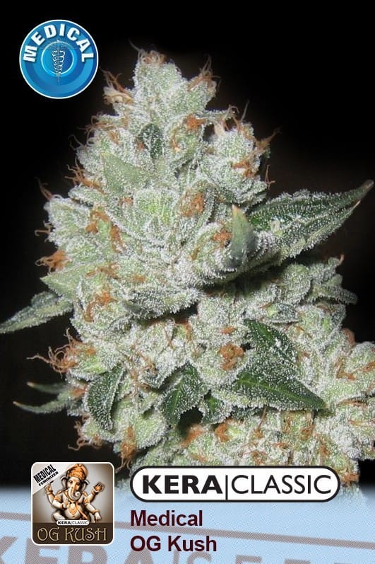 Image 1 of Kera Classic - Medical OG Kush cannabis by Kera Seeds – Feminized – Piney – 12/12 Photoperiod – Seed City