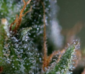 Medicritical
