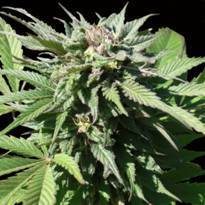 Medifem SS – AKA Sour Sage