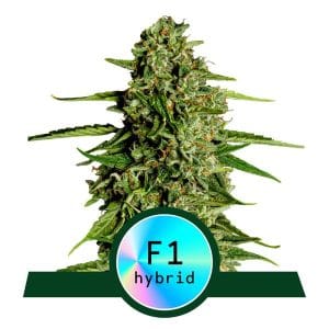 Medusa F1 Auto cannabis seeds – Indica-heavy – Cerebral – Auto-Flowering – image 1 from Seed City