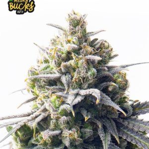 Image 1 of Mega Bucks Auto cannabis by Yieldmonger Seeds – Outdoor cultivation – Lemon – Sativa-leaning – Seed City
