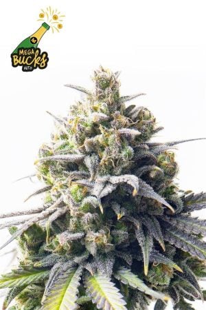 Mega Bucks Auto
