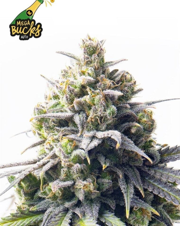 Image 1 of Mega Bucks Auto cannabis by Yieldmonger Seeds – Outdoor cultivation – Lemon – Sativa-leaning – Seed City