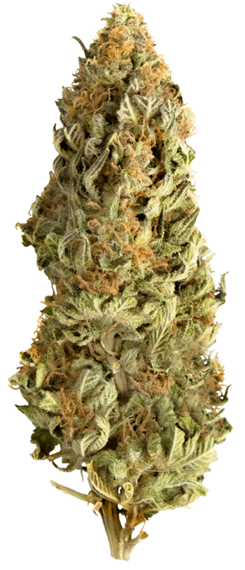 Mega CBD by Mega Buds – High Yielding – Resistant to Pests – Middle of October – image 1 – Seed City