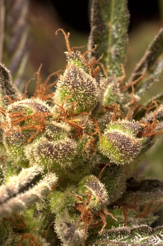 Mekong Haze cannabis seeds – Suited for indoor growing – Sativa – Cerebral – image 1 from Seed City