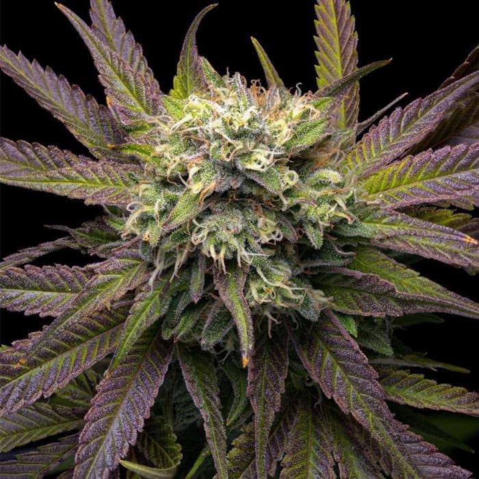 Mela Verde by Grateful Seeds – Grape – 12/12 Photoperiod – 50% Indica/50% Sativa – image 1 – Seed City