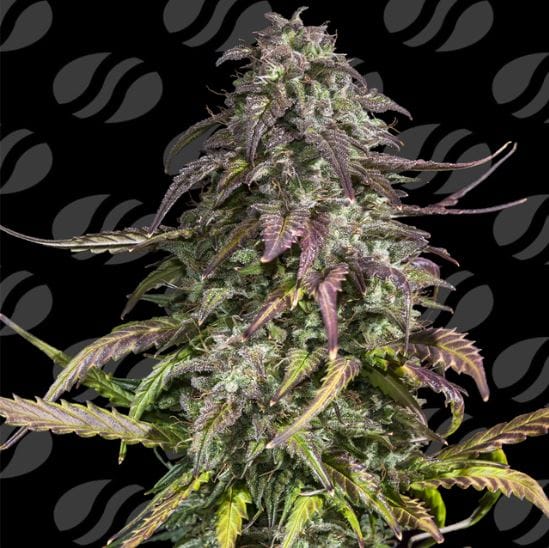 Melon Mosh Auto cannabis seeds – Resistant to Low Temperature – Super Strength – Large yield – image 1 from Seed City