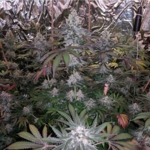 Image 1 of Melonaid Zkittlez cannabis by The Plug Seedbank – Guaranteed female plants – Outdoor – Sweet – Seed City