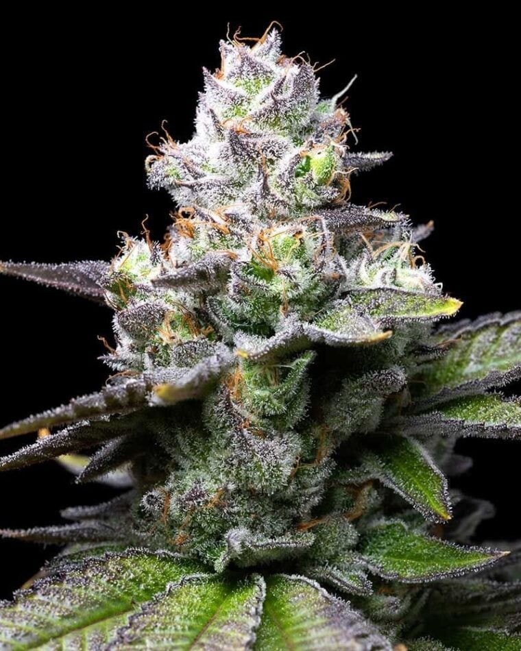 Melted Scoopz by Cookies Seed Bank – Suited for indoor growing – Female seeds – 12/12 Photoperiod – image 1 – Seed City