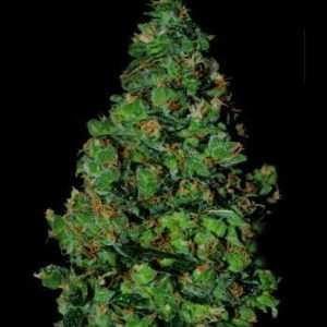 Membrana by VIP Seeds – High Yielding – Guaranteed female plants – Sativa-leaning – image 1 – Seed City