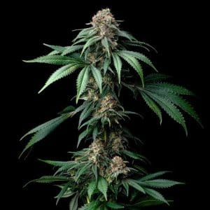 Mendo Breath cannabis seeds – Feminized – Caramel – Indica Dominant – image 1 from Seed City