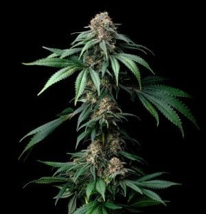 Mendo Breath