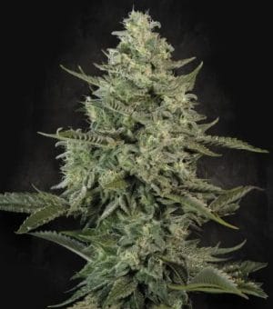 Mendo Creme