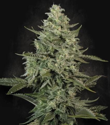 Image 1 of Mendo Creme cannabis by Paradise Seeds – Uplifting – Mostly Indica – Good for outdoor grow – Seed City