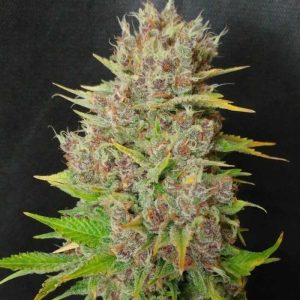 Mendo Grape Widow