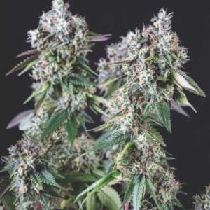 Mendocino Purple Kush USA RANGE by Pyramid Seeds – Super Strength – High Yielding – Euphoric – image 1 – Seed City