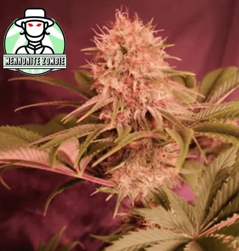 Menonite Zombie from Propaganja Seeds
