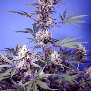 Mental Rainbow F1 Fast Version by Sweet Seeds – Outdoor – Guaranteed female plants – Fruity – image 1 – Seed City