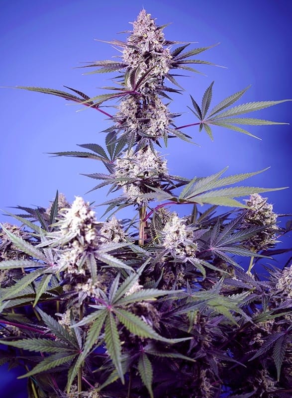 Mental Rainbow F1 Fast Version by Sweet Seeds – Outdoor – Guaranteed female plants – Fruity – image 1 – Seed City