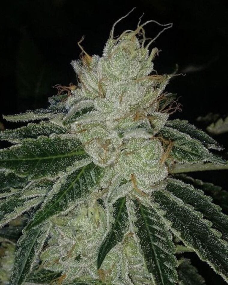 Meow cannabis seeds – 12/12 Photoperiod – Gassy – Regular – image 1 from Seed City