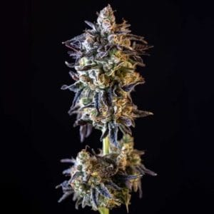 Image 1 of Merengon cannabis by Black Tuna Seeds – Indoor – Feminized – High Yielding – Seed City