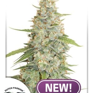 Meringue cannabis seeds – Excellent harvest potential – Feminized – 12/12 Photoperiod – image 1 from Seed City