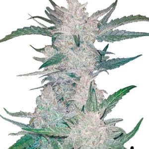Mexican Airlines from FastBuds