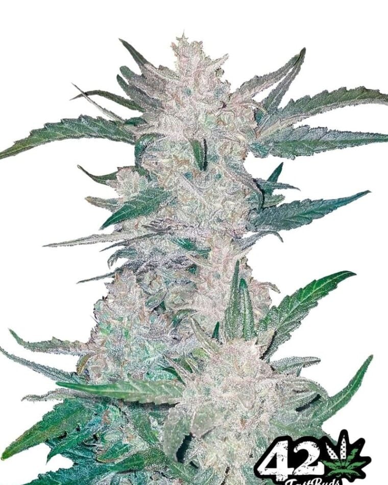 Mexican Airlines from FastBuds