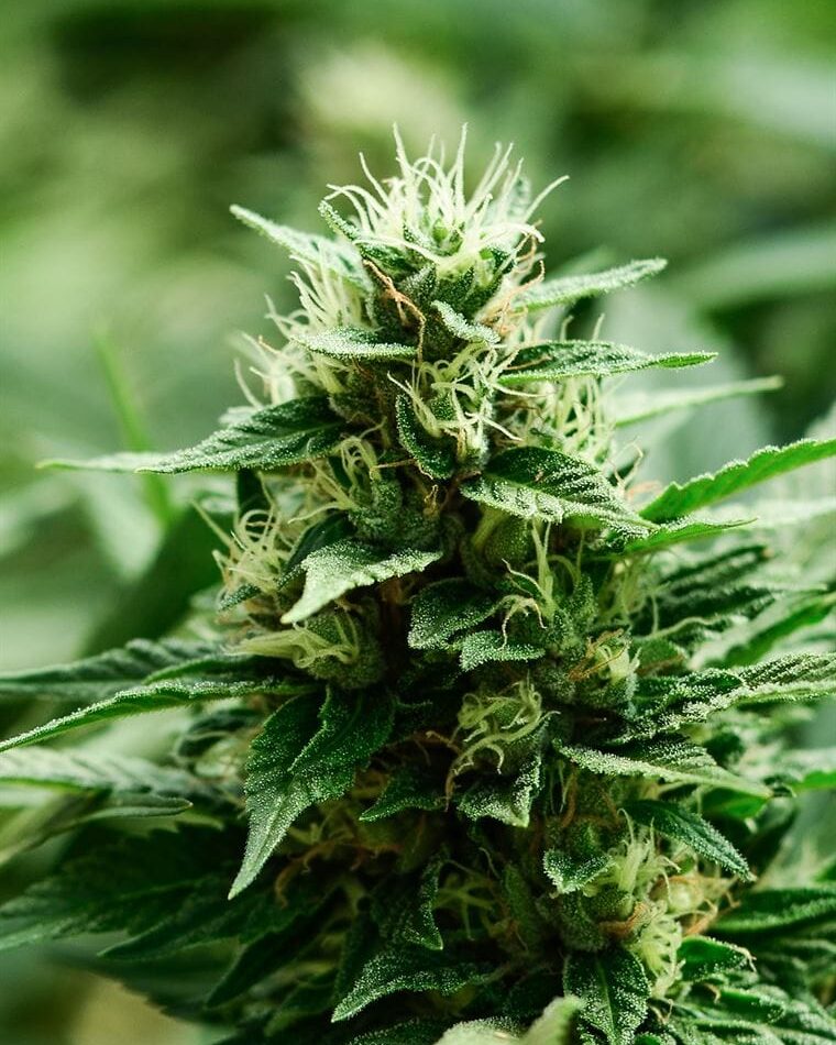 Mexican Candy cannabis seeds – Herbal – Guaranteed female plants – 12/12 Photoperiod – image 1 from Seed City