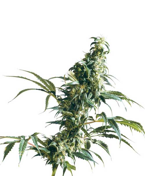 Mexican Sativa cannabis seeds – Good for outdoor grow – 12/12 Photoperiod – Female seeds – image 1 from Seed City