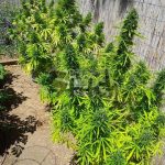 Mi6 by SuperAutos by Stitch – Resistant to Mould – Auto-Flowering – Outdoor – image 2 – Seed City