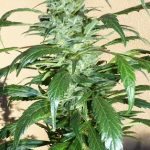 Mi6 by SuperAutos by Stitch – Outdoor – Resistant to Mould – Auto-Flowering – image 1 – Seed City