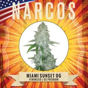 Miami Sunset OG by Narcos Seedbank – Feminized – Mostly Indica – Relaxing – image 1 – Seed City