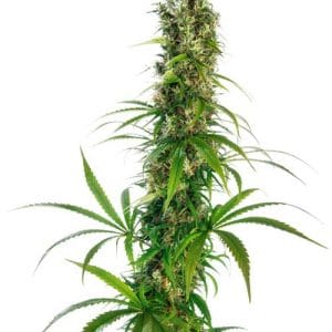 Michka cannabis seeds – 12/12 Photoperiod – Sativa-leaning – Motivational – image 1 from Seed City