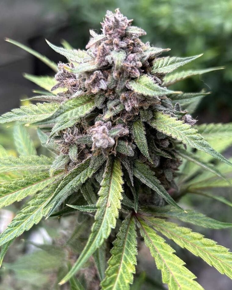 Midnight Marathon cannabis seeds – Earthy – Auto-Flowering – 50% Indica/50% Sativa – image 1 from Seed City