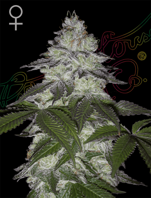 Milky Dreams