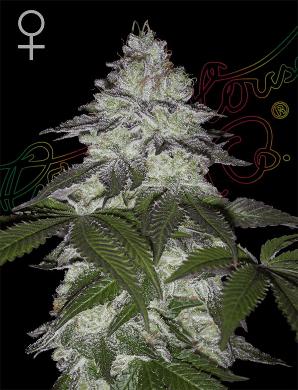 Milky Dreams from Green House Seeds