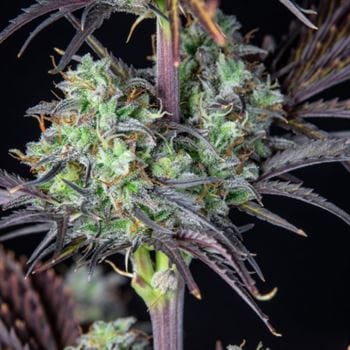 Mimosa Cake Auto from FastBuds