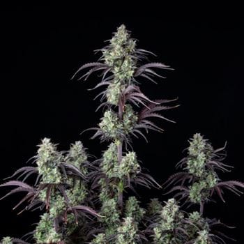 Mimosa Cake Auto cannabis seeds – Lemon – Outdoor – Female seeds – image 9 from Seed City