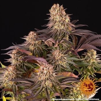 Mimosa X Orange Punch from Barneys Farm Seeds
