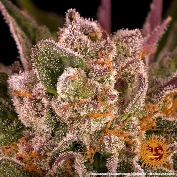 Mimosa X Orange Punch cannabis seeds – Feminized – 12/12 Photoperiod – Indica-heavy – image 7 from Seed City