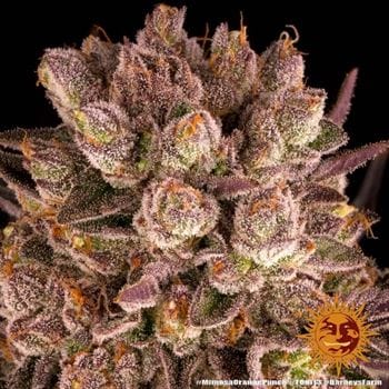 Mimosa X Orange Punch from Barneys Farm Seeds