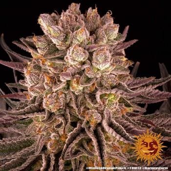 Mimosa X Orange Punch cannabis seeds – Super Strength – Sweet – Outdoor – image 9 from Seed City