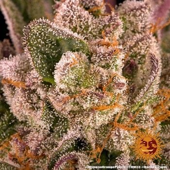 Image 15 of Mimosa X Orange Punch cannabis by Barneys Farm Seeds – Sweet – Short (up to 80cm) – Indica-heavy – Seed City