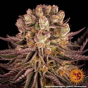 Mimosa X Orange Punch by Barneys Farm Seeds – Short (up to 80cm) – Outdoor – 12/12 Photoperiod – image 18 – Seed City