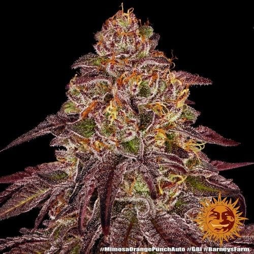 Image 3 of Mimosa x Orange Punch Auto cannabis by Barneys Farm Seeds – Outdoor – Orange – Auto-Flowering – Seed City