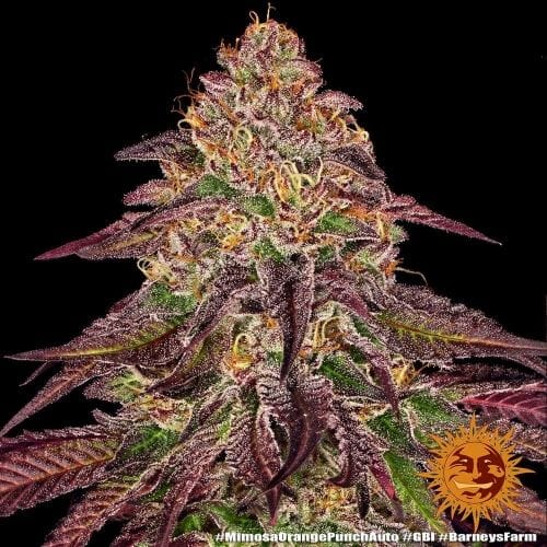 Mimosa x Orange Punch Auto from Barneys Farm Seeds